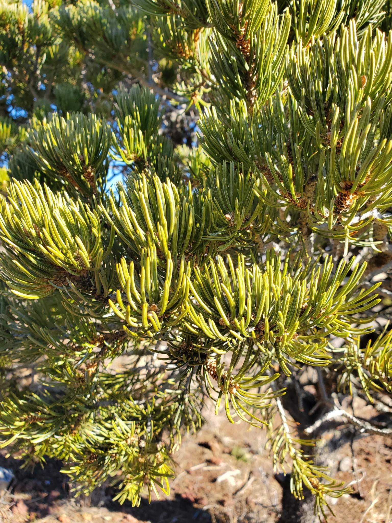 Pinus edulis